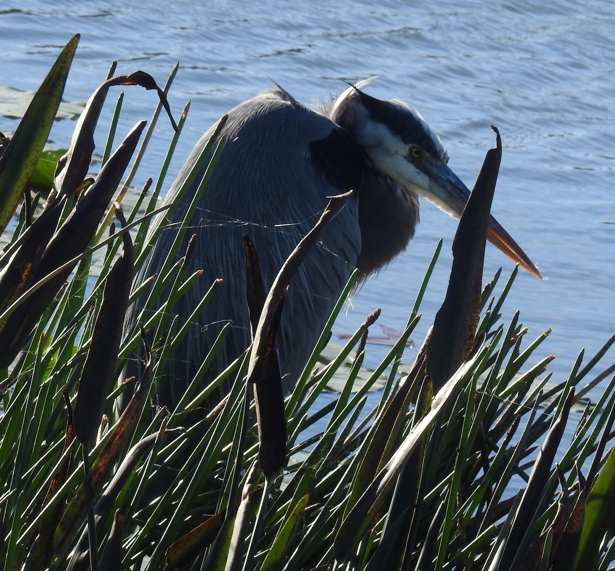 Great Blue Heron - ML646140712