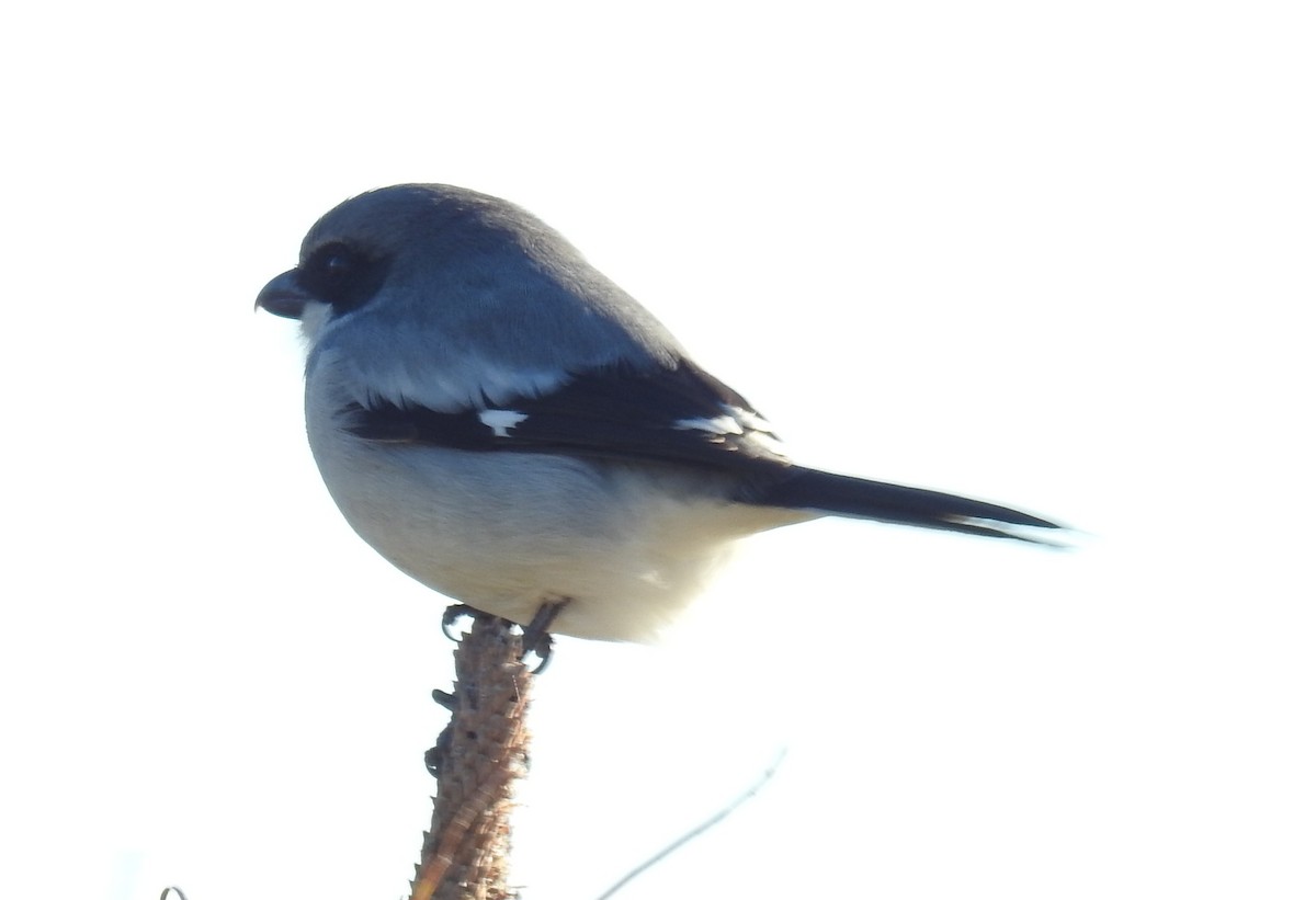 Loggerhead Shrike - ML646140721