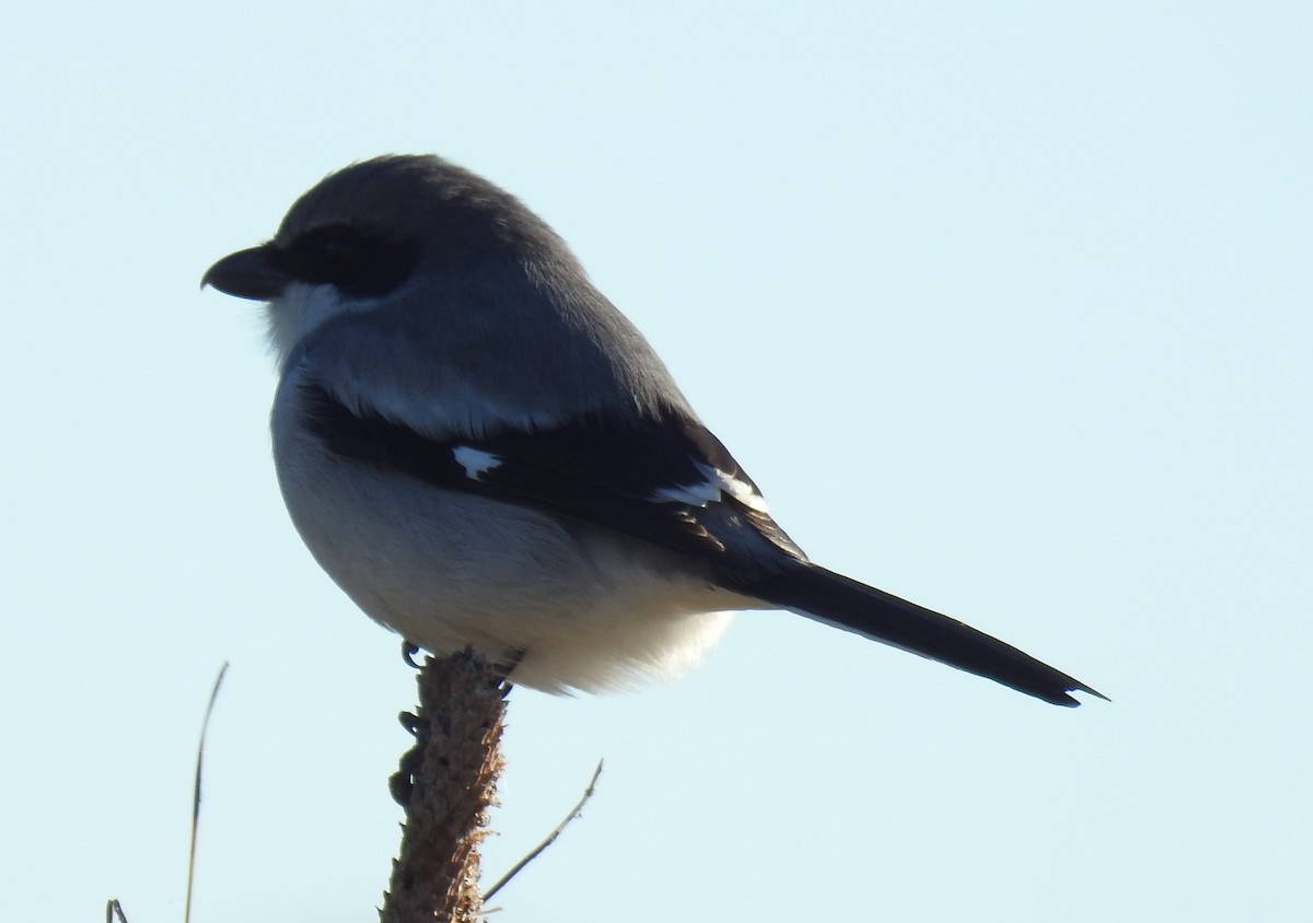 Pie-grièche migratrice - ML646140722