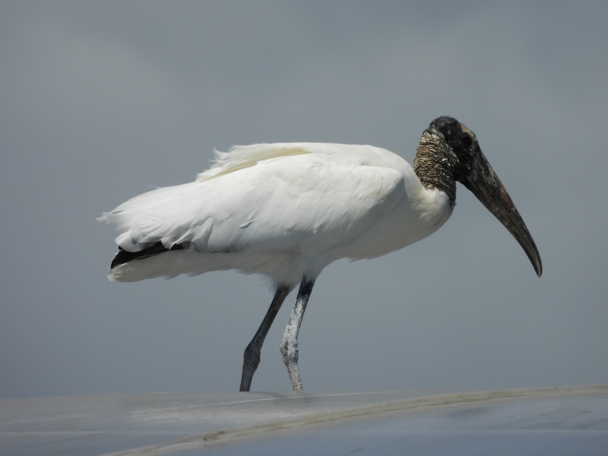 Tantale d'Amérique - ML646140723