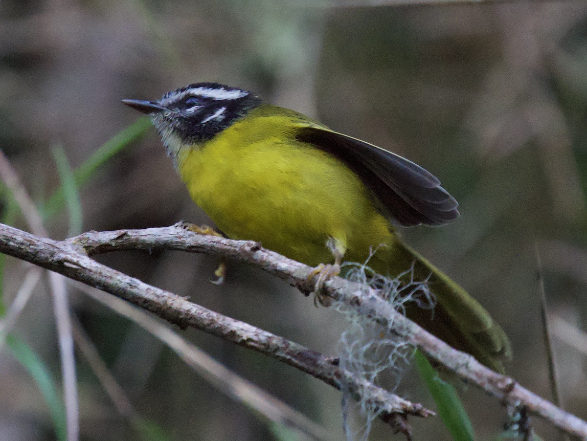 Paruline de Santa Marta - ML646140724