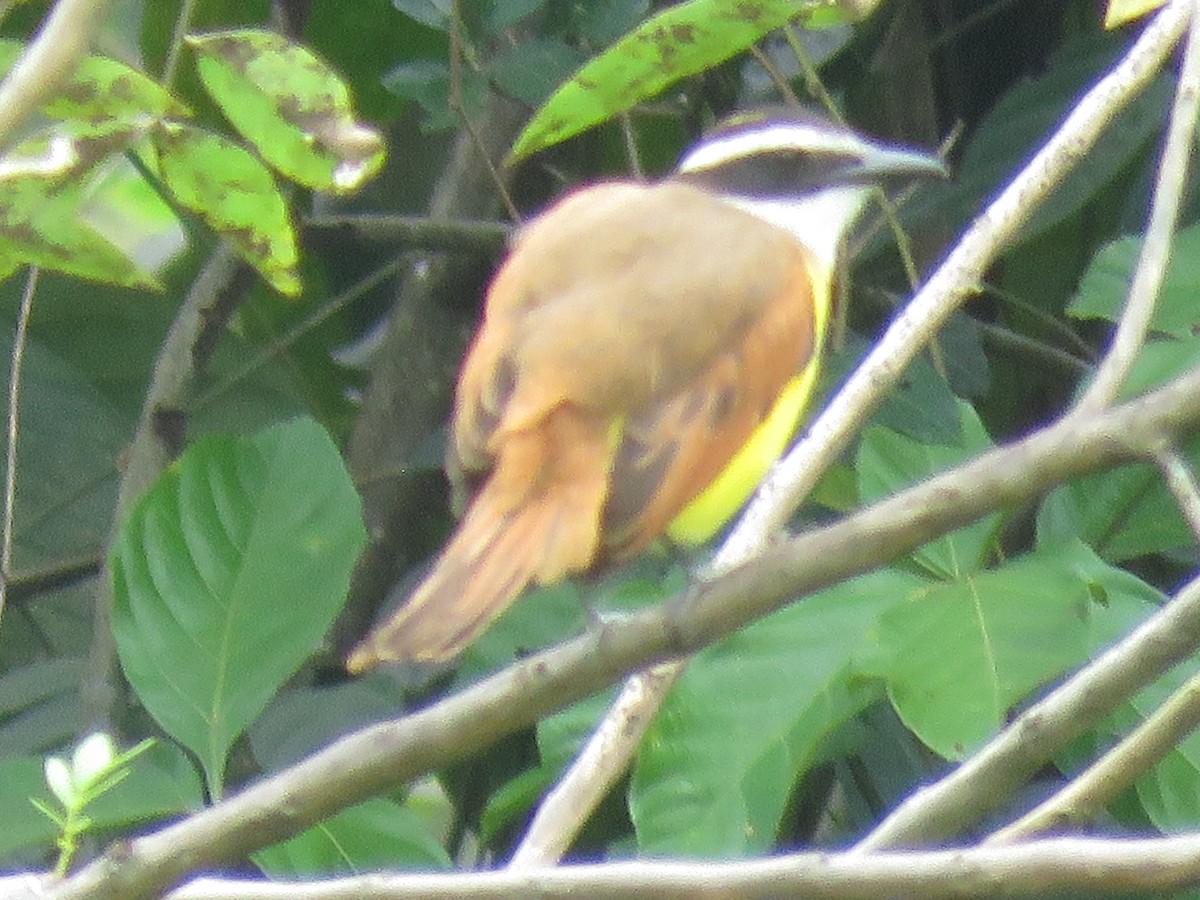 Tyran quiquivi - ML646140725