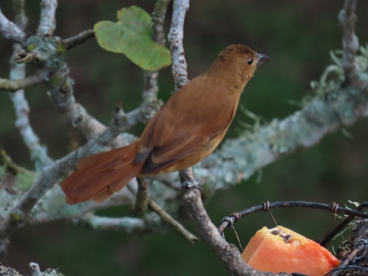 Tangara à galons blancs - ML646140726