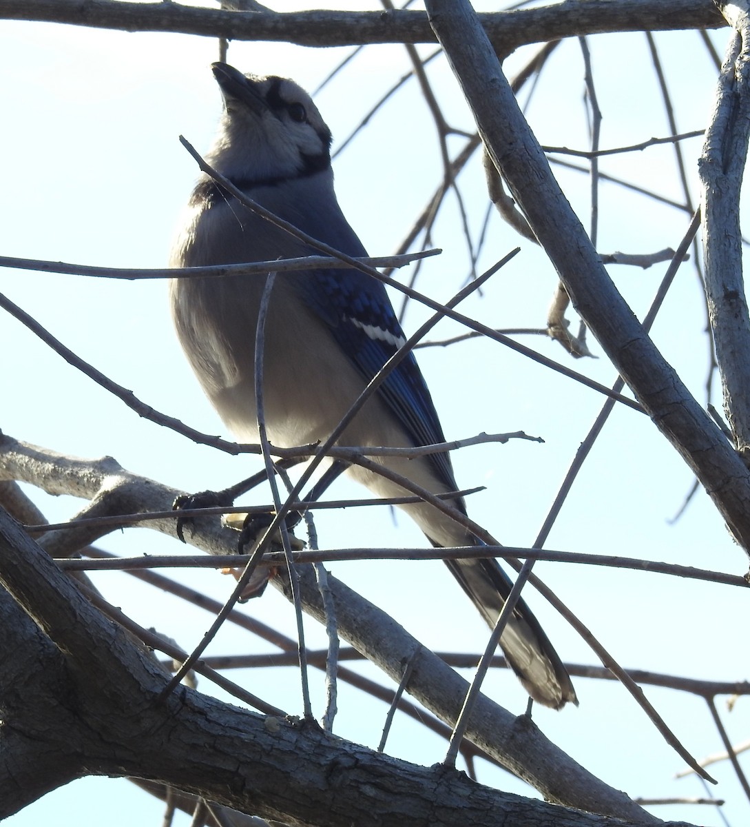 Geai bleu - ML646140727