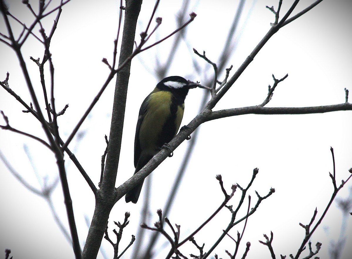 Mésange charbonnière - ML646140728