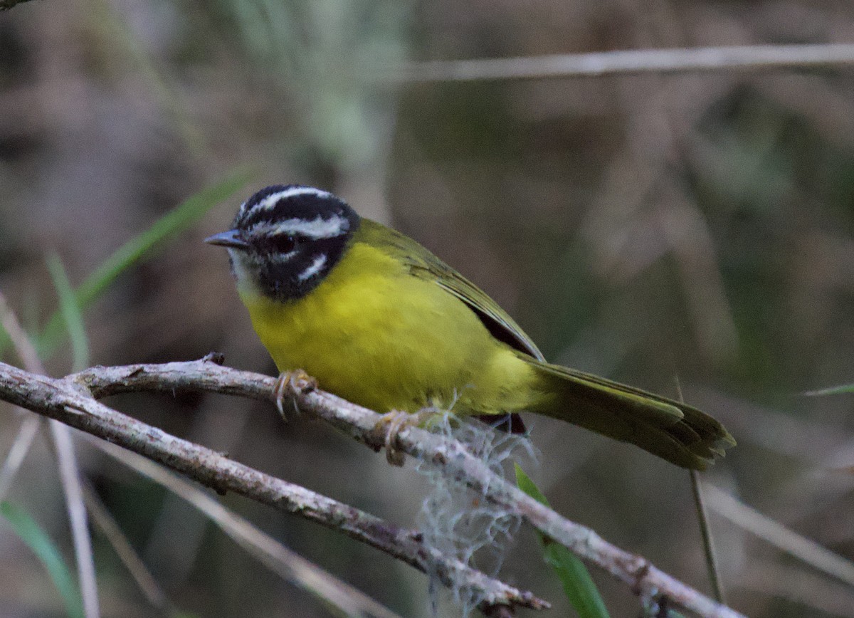 Paruline de Santa Marta - ML646140730