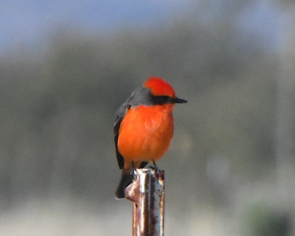 Moucherolle vermillon - ML646140731