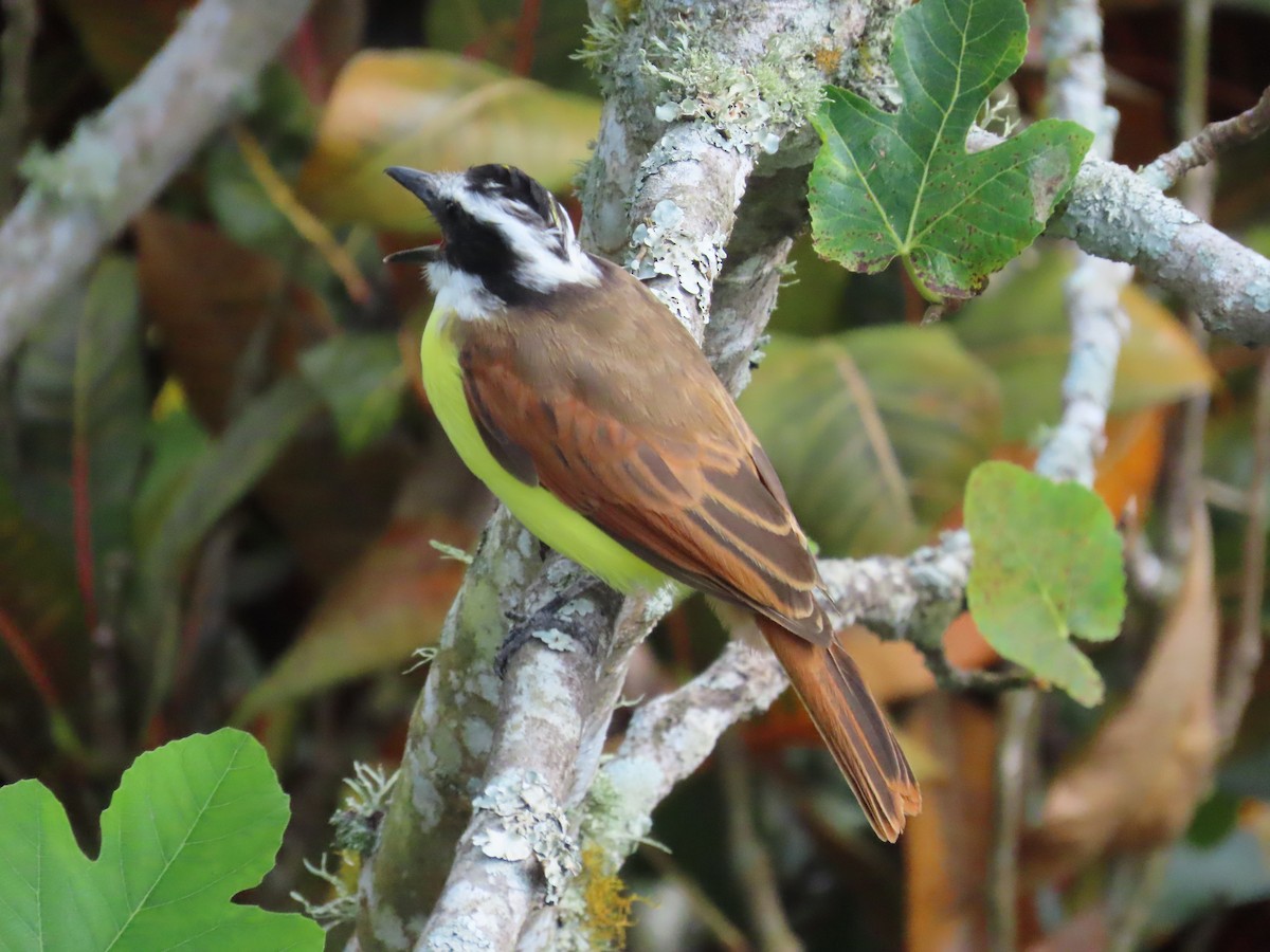 Tyran quiquivi - ML646140732