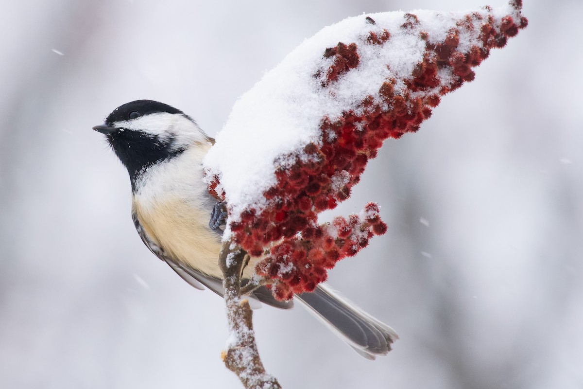 Mésange à tête noire - ML646140733