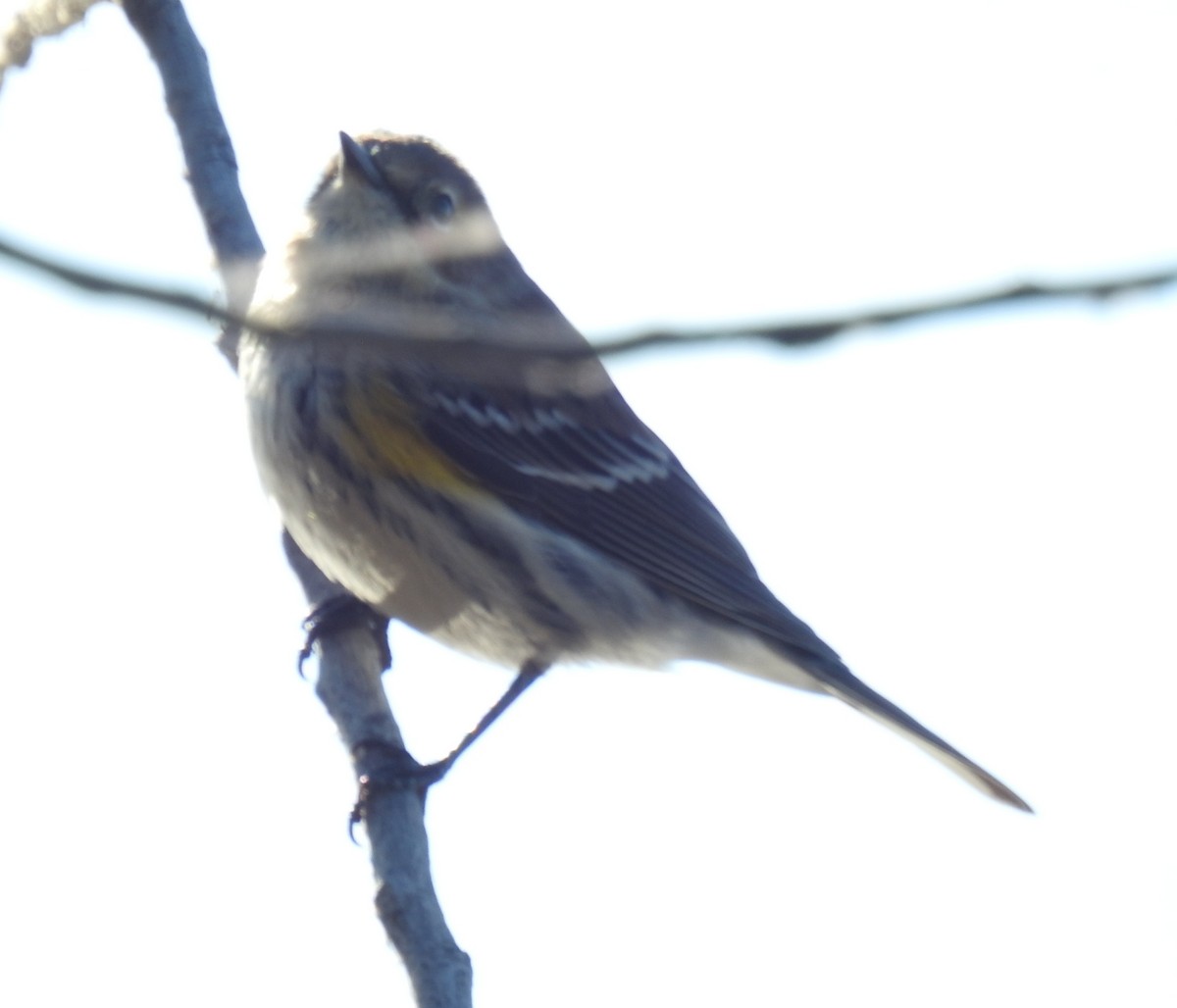 Paruline à croupion jaune - ML646140734