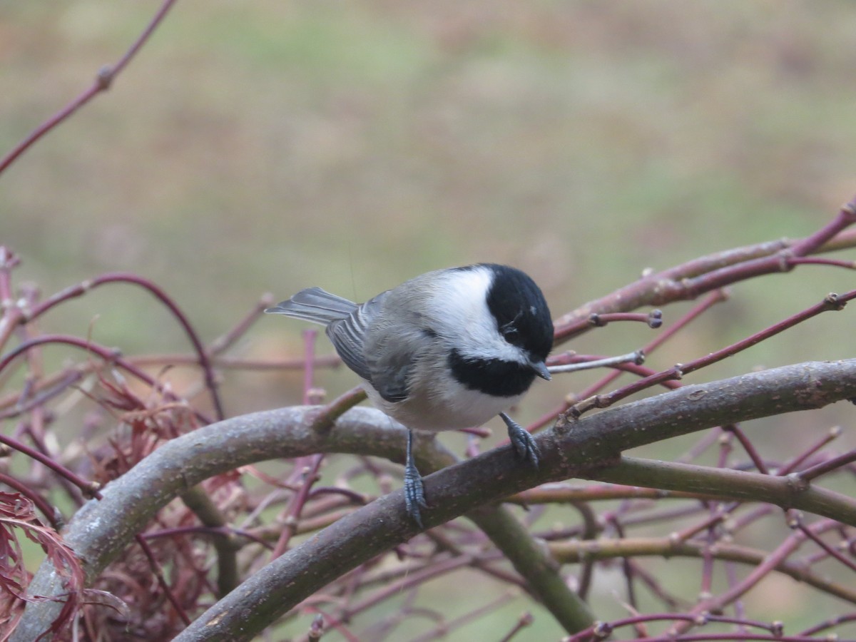 Mésange de Caroline - ML646140735