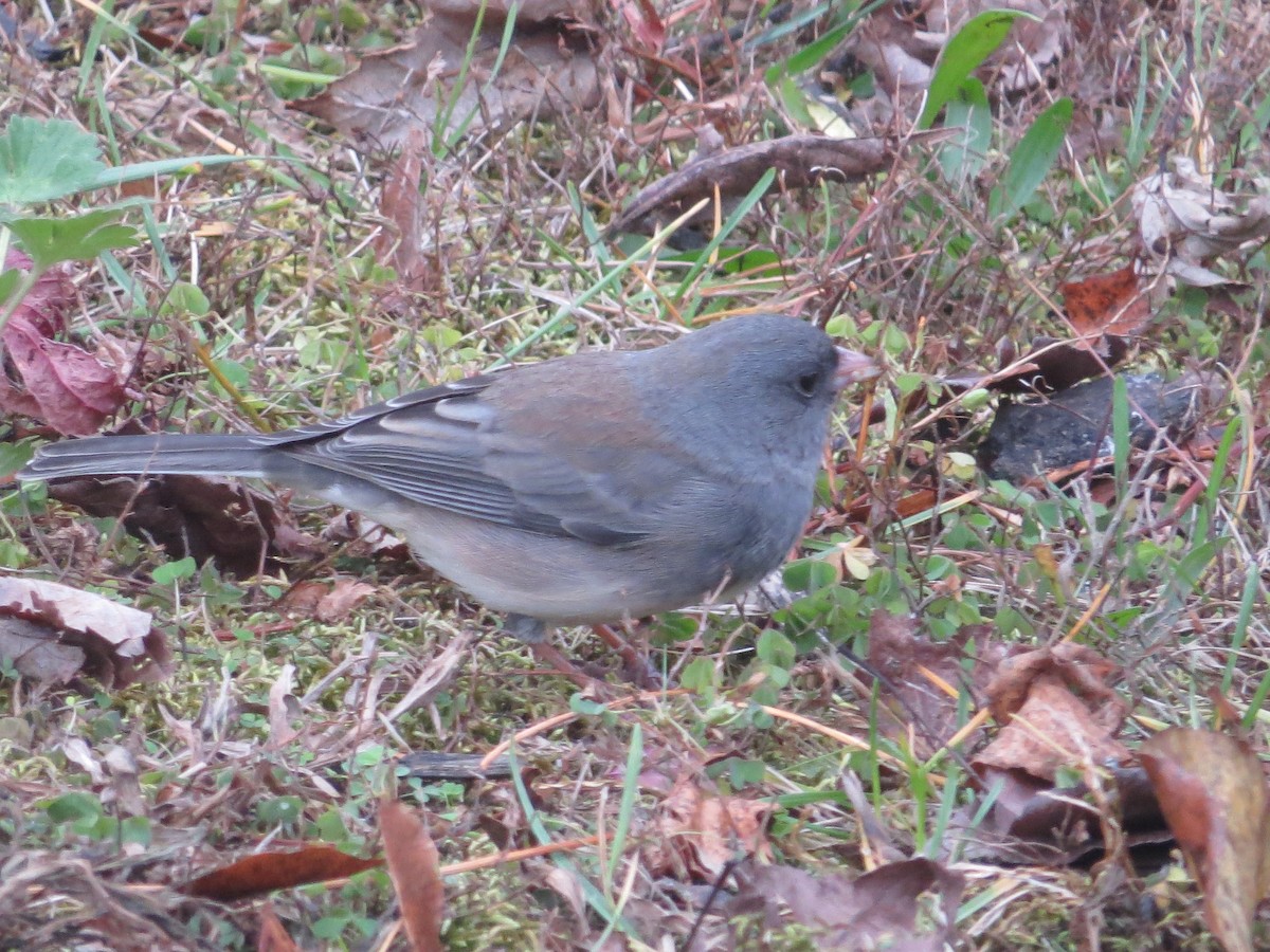 Junco ardoisé (hyemalis/carolinensis) - ML646140737