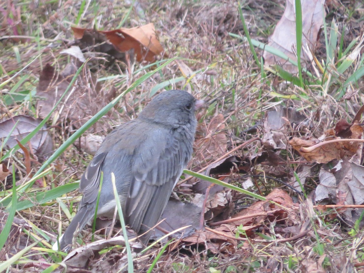Junco ardoisé (hyemalis/carolinensis) - ML646140738