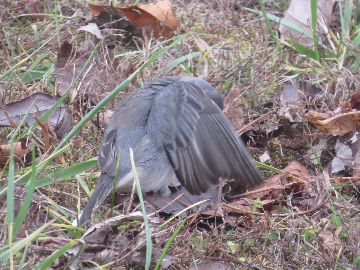 Junco ardoisé (hyemalis/carolinensis) - ML646140739