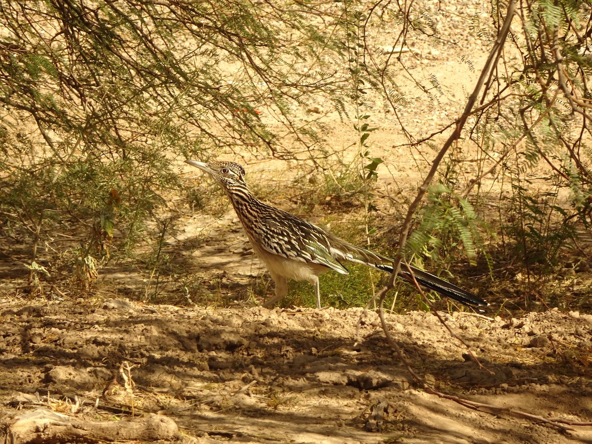 Grand Géocoucou - ML646140740
