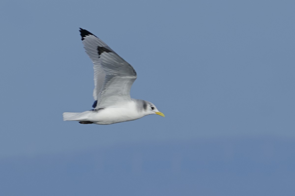 Mouette tridactyle - ML646140741