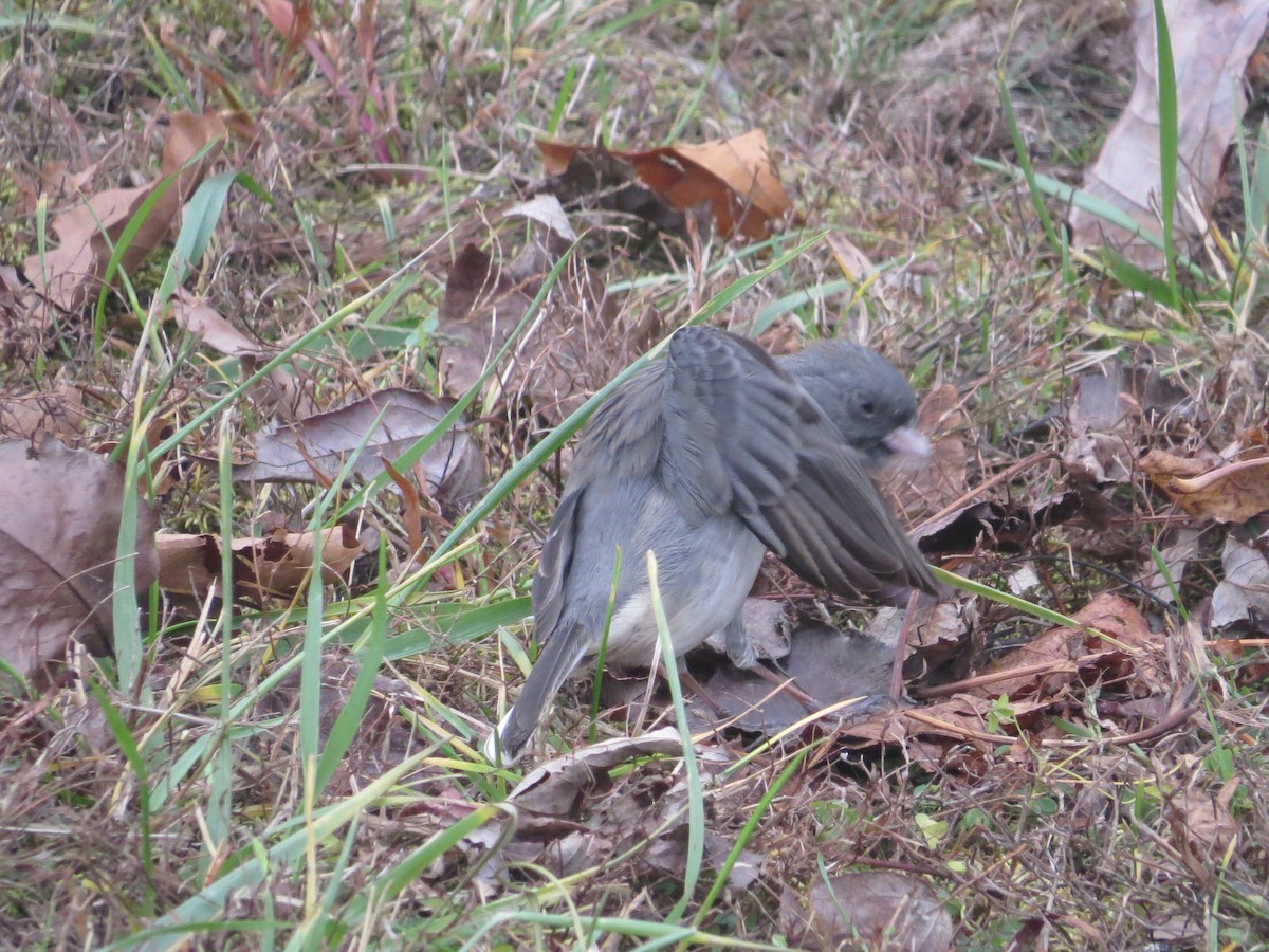 Junco ardoisé (hyemalis/carolinensis) - ML646140742