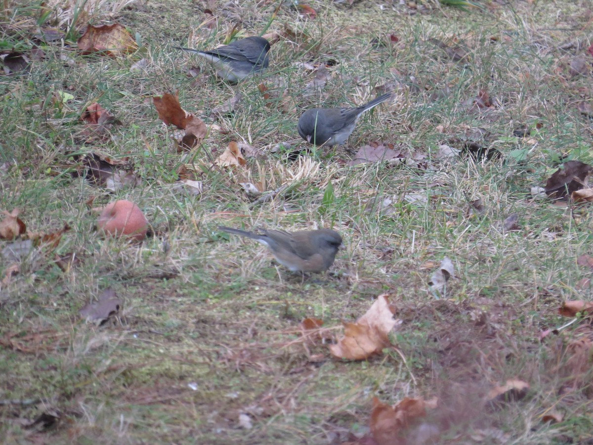 Junco ardoisé (hyemalis/carolinensis) - ML646140743