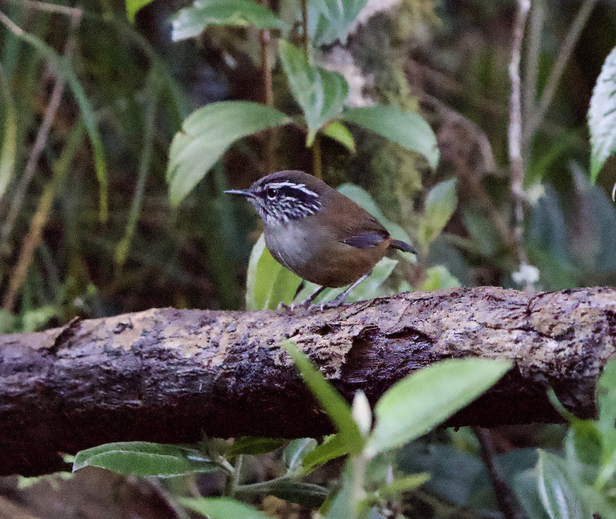 Troglodyte ermite - ML646140744