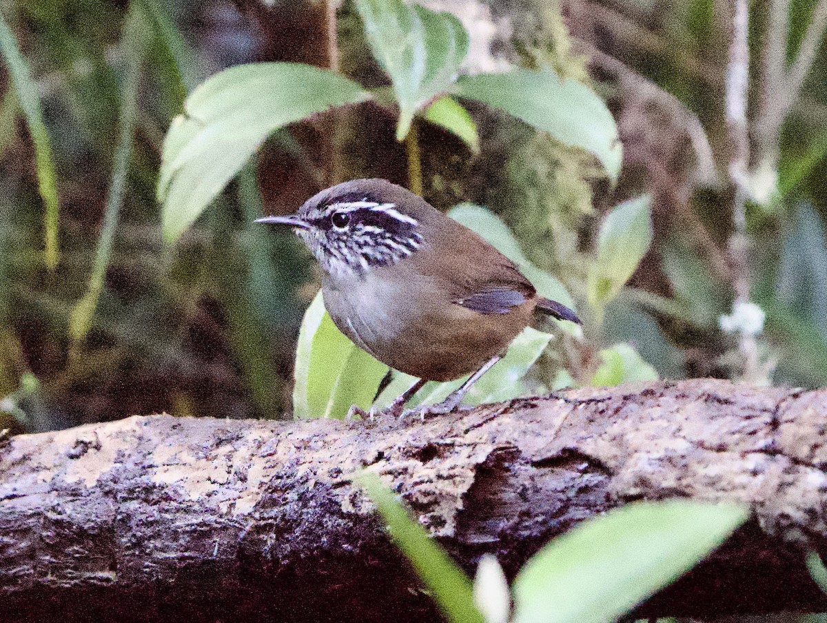 Troglodyte ermite - ML646140747