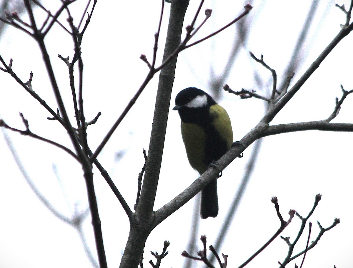Mésange charbonnière - ML646140748