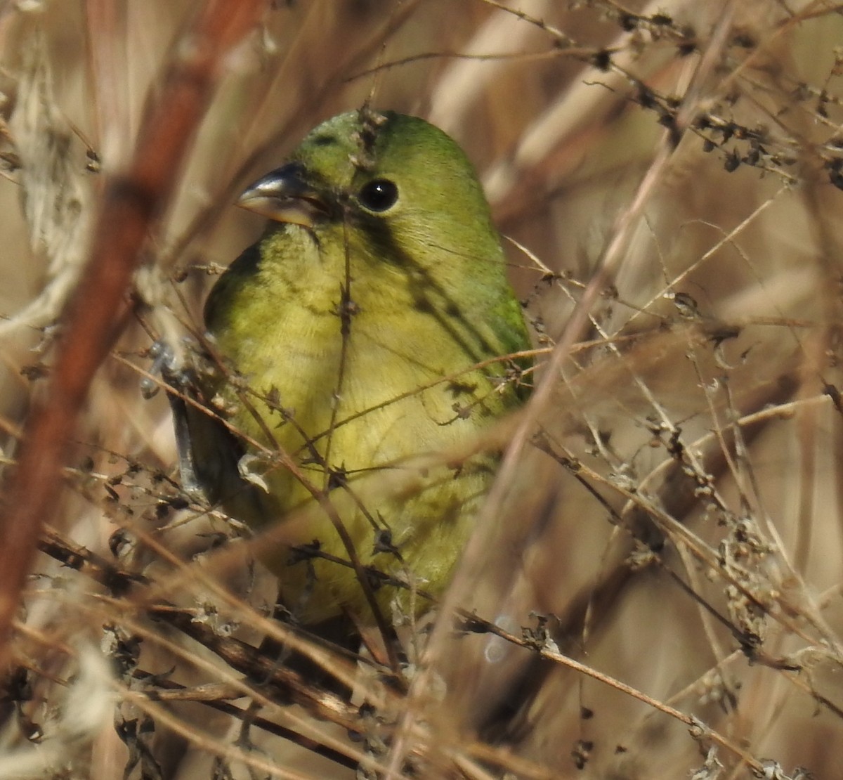 Passerin nonpareil - ML646140756