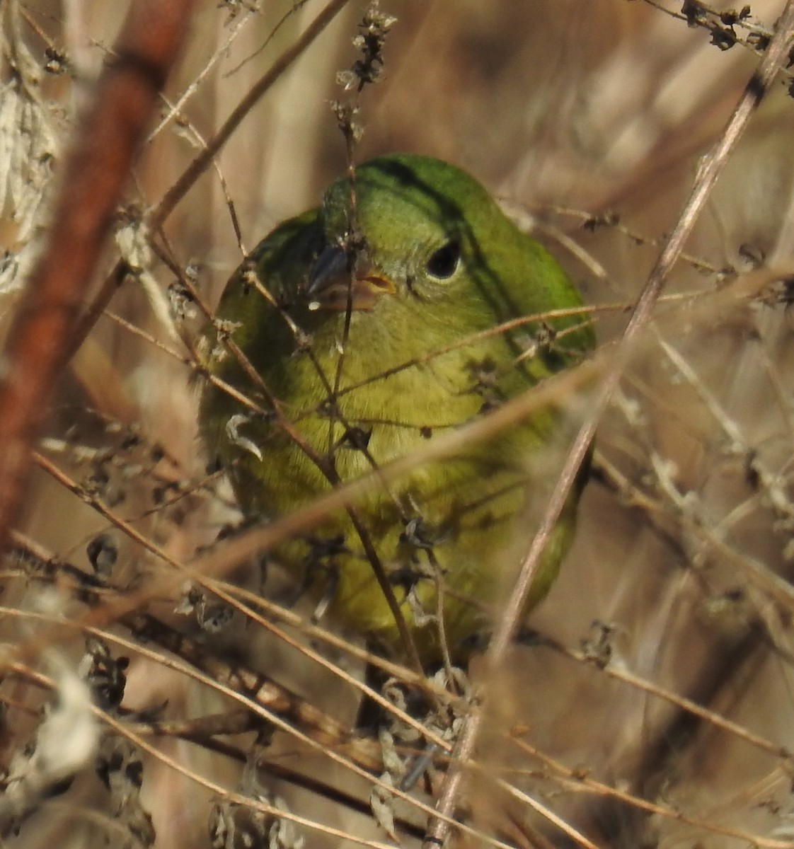 Passerin nonpareil - ML646140757