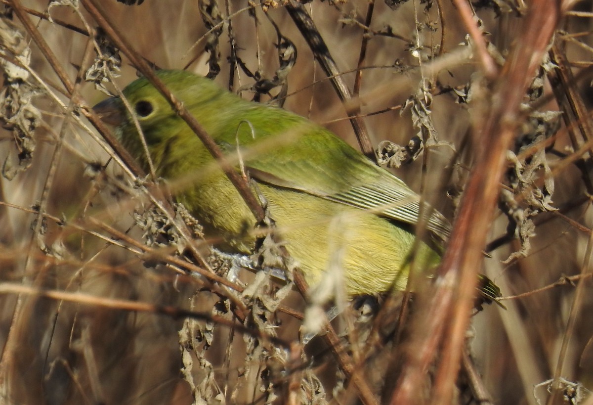 Passerin nonpareil - ML646140758