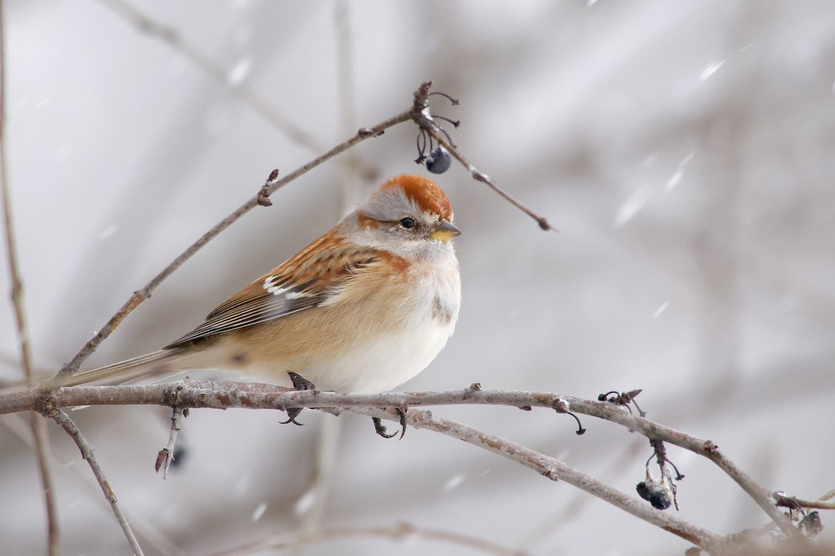 Bruant hudsonien - ML646140759