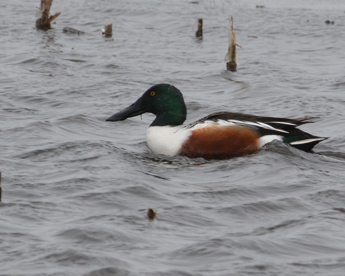 Canard souchet - ML646140760