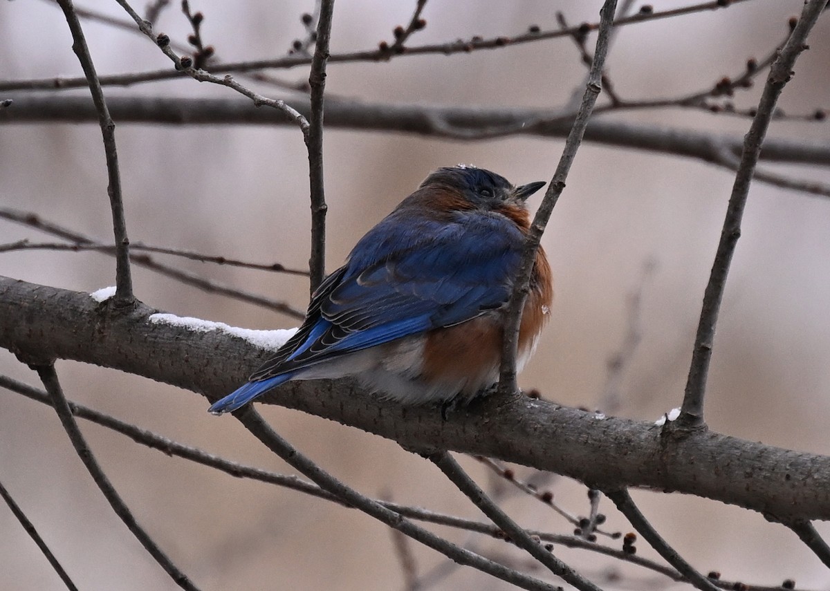 Eastern Bluebird - ML646140769