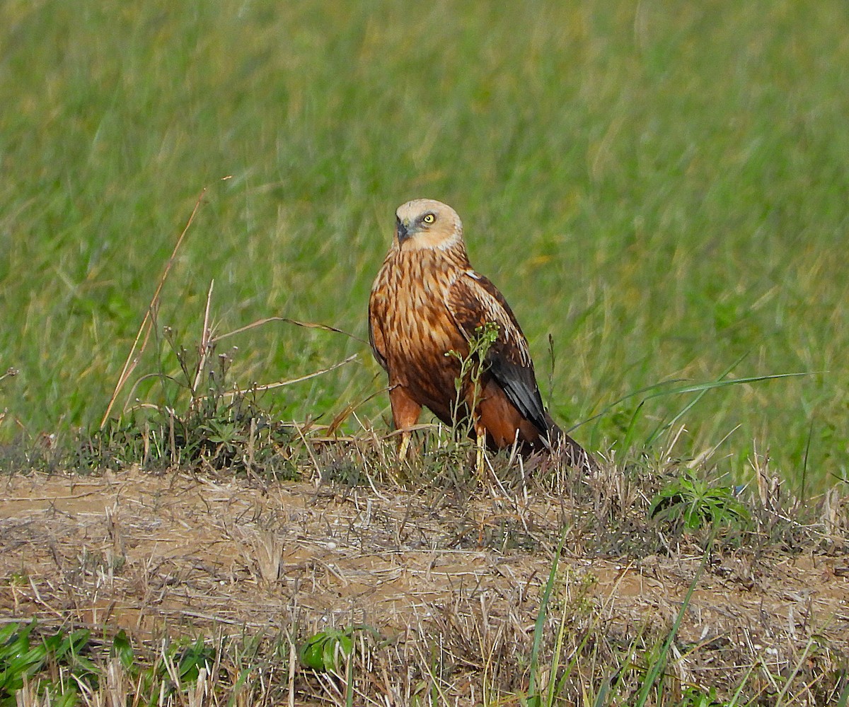 Western Marsh Harrier - ML646140788