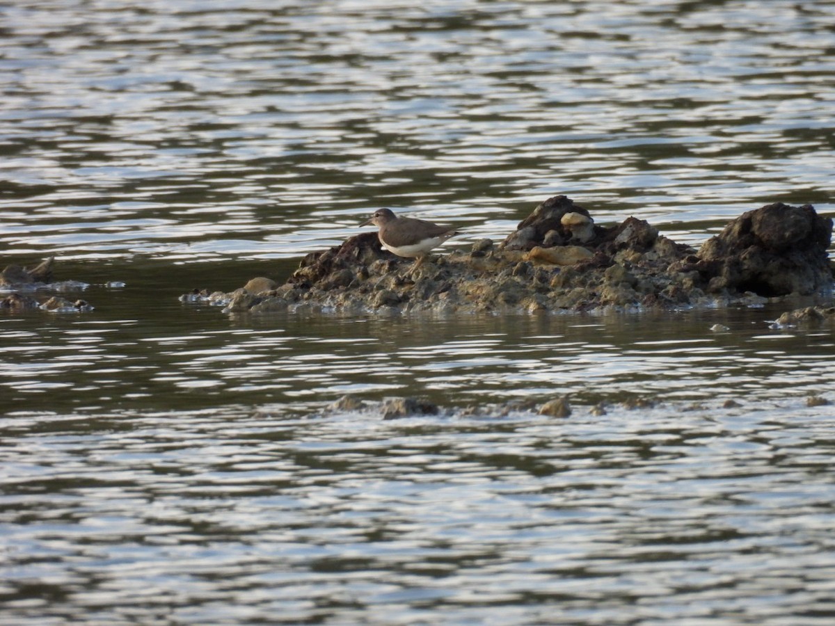 Spotted Sandpiper - ML646140789