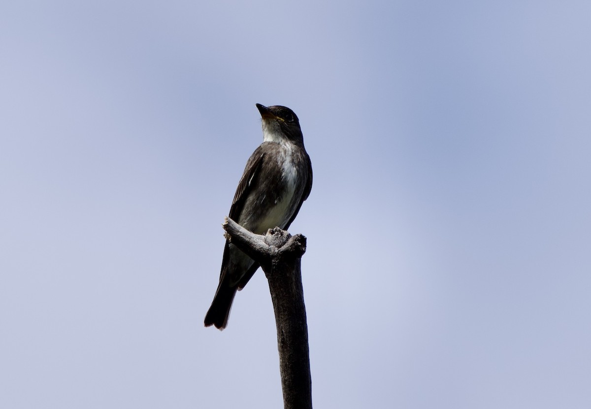 Olive-sided Flycatcher - ML646140810