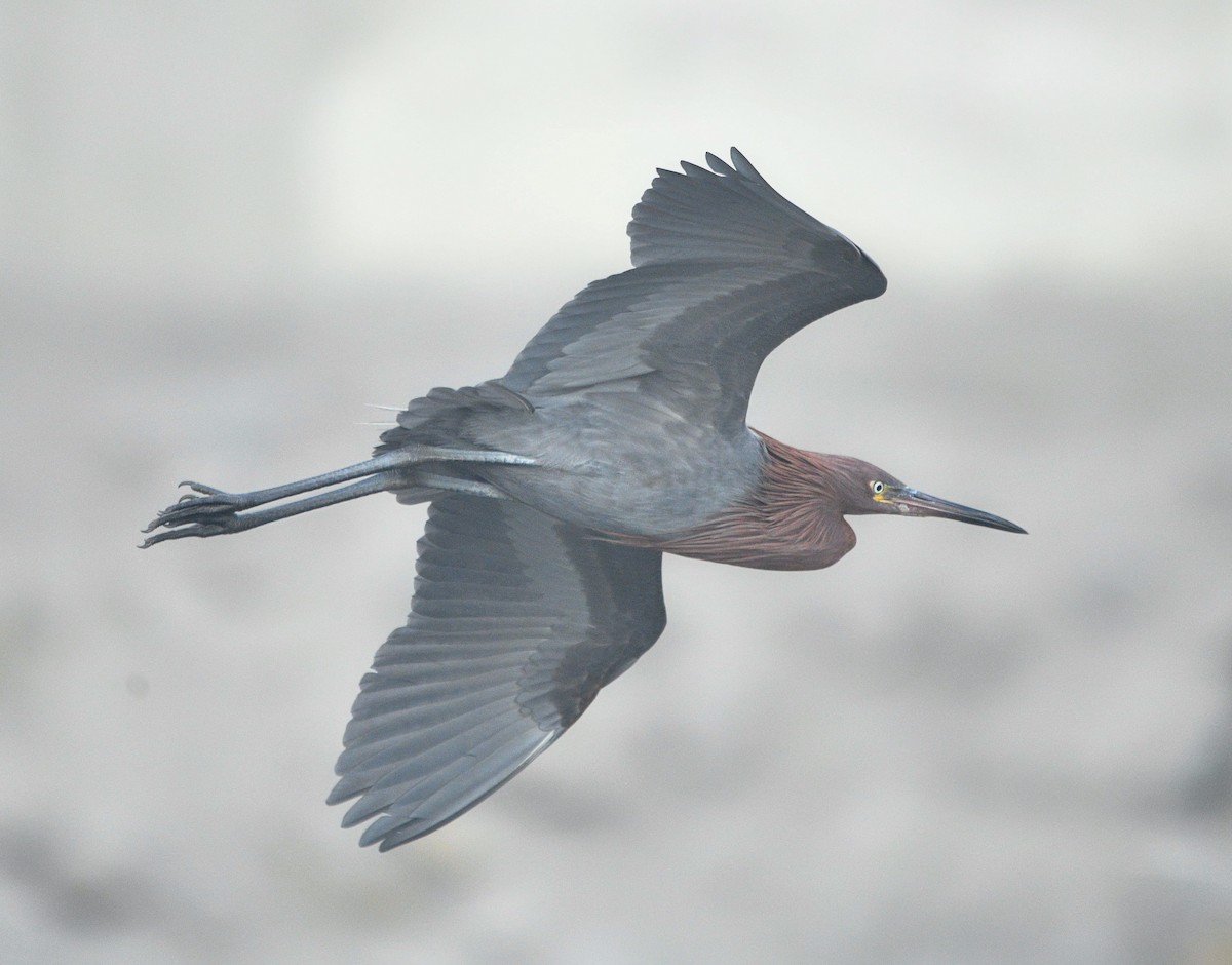 Reddish Egret - ML646140823
