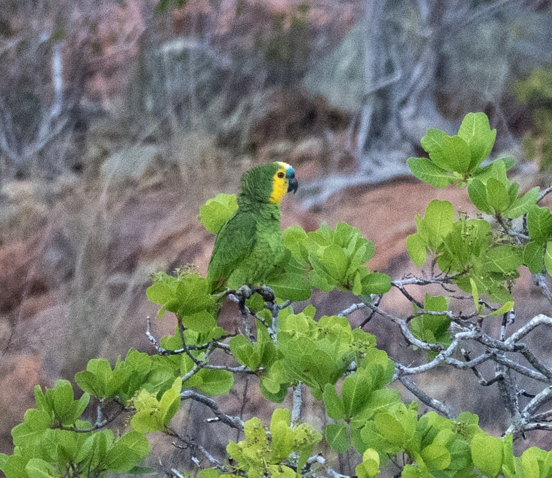 Amazona Frentiazul - ML646140824