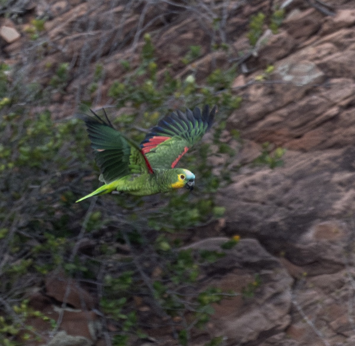 Amazona Frentiazul - ML646140825