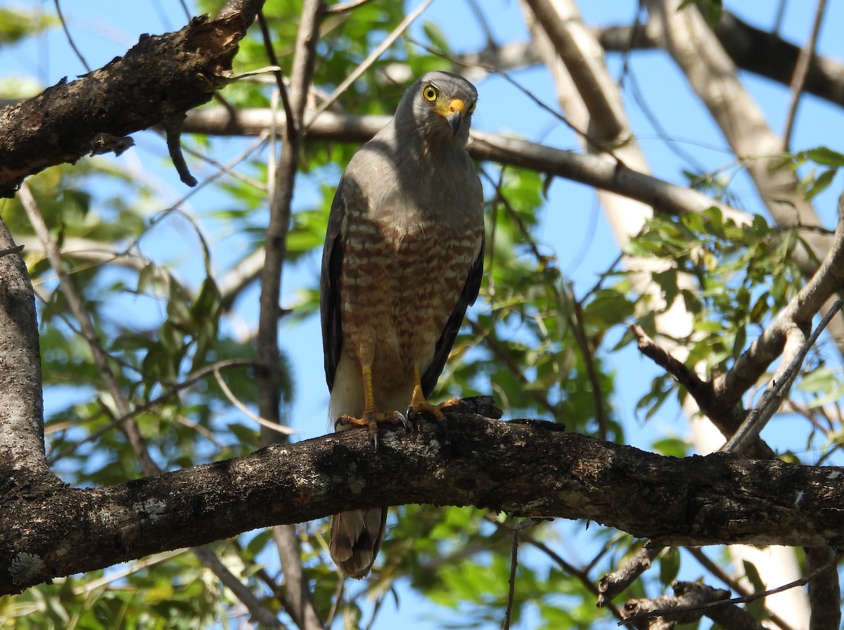 káně krahujová - ML646140827