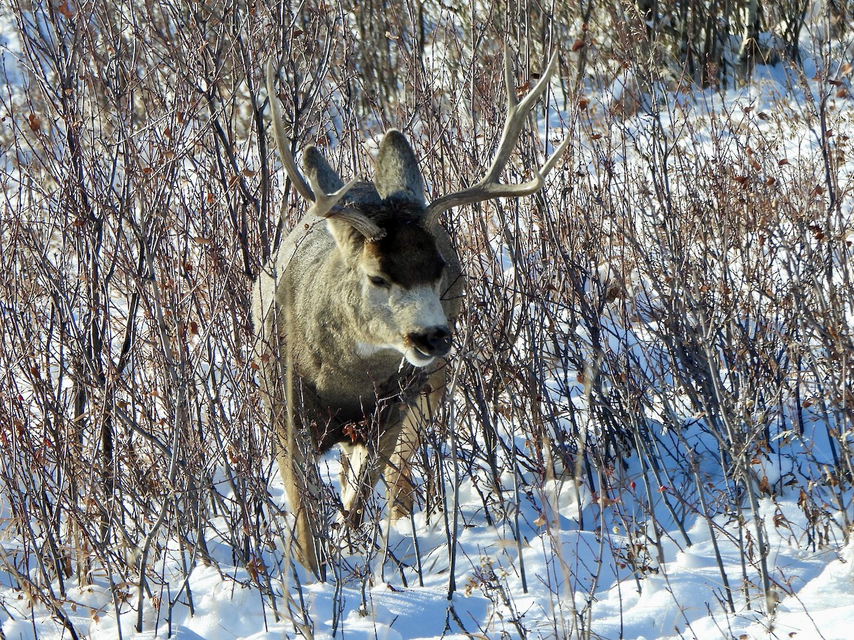 Cervo mulo - ML646140837