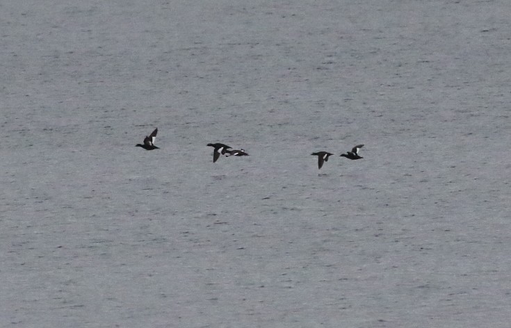 White-winged Scoter - ML646140848
