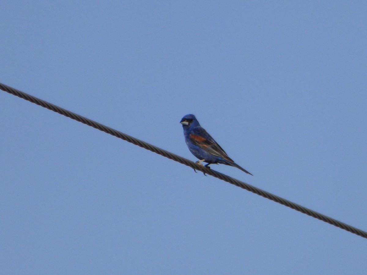 blåtykknebb - ML646140850