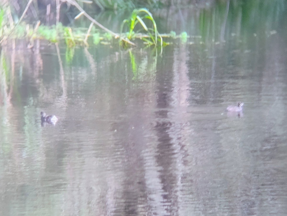 Australasian Grebe - ML646140851