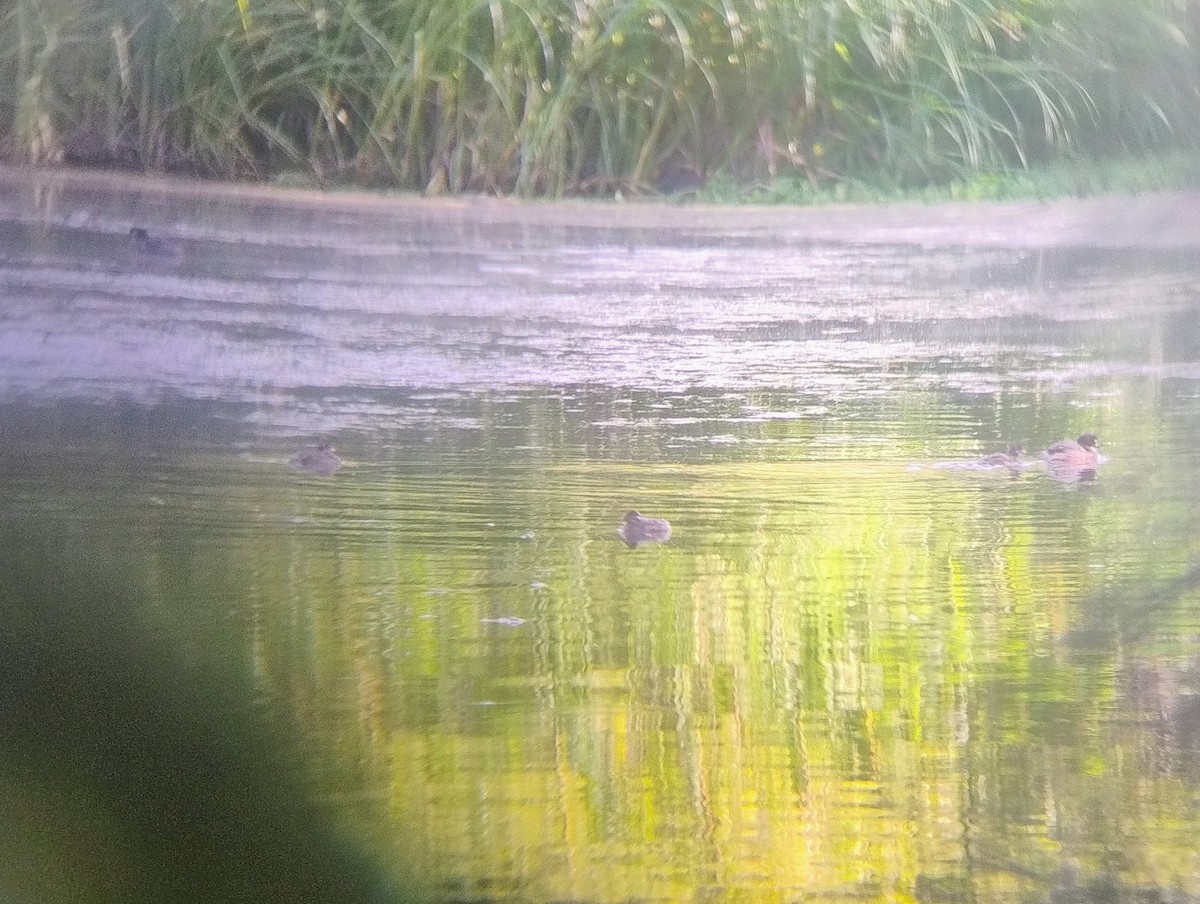 Australasian Grebe - ML646140852
