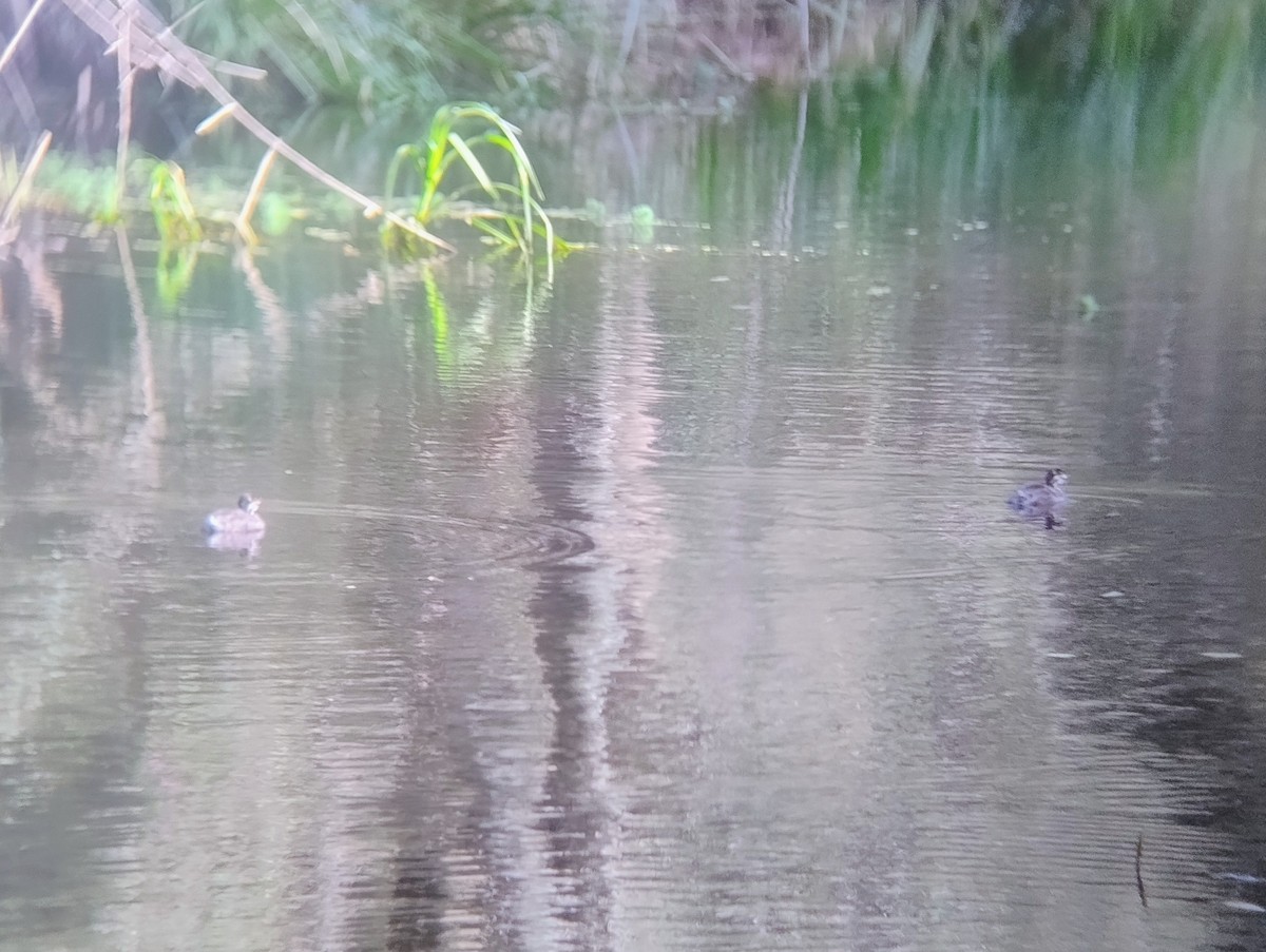 Australasian Grebe - ML646140853