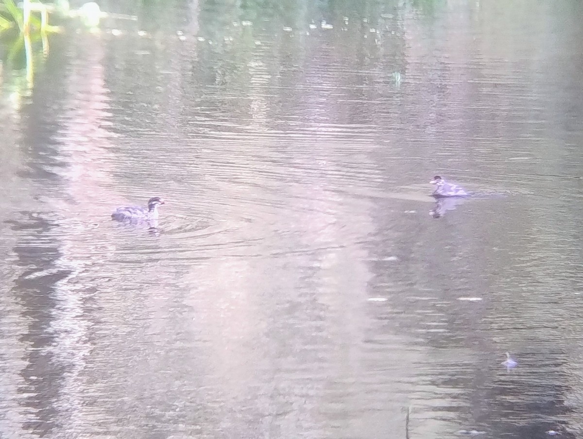 Australasian Grebe - ML646140854