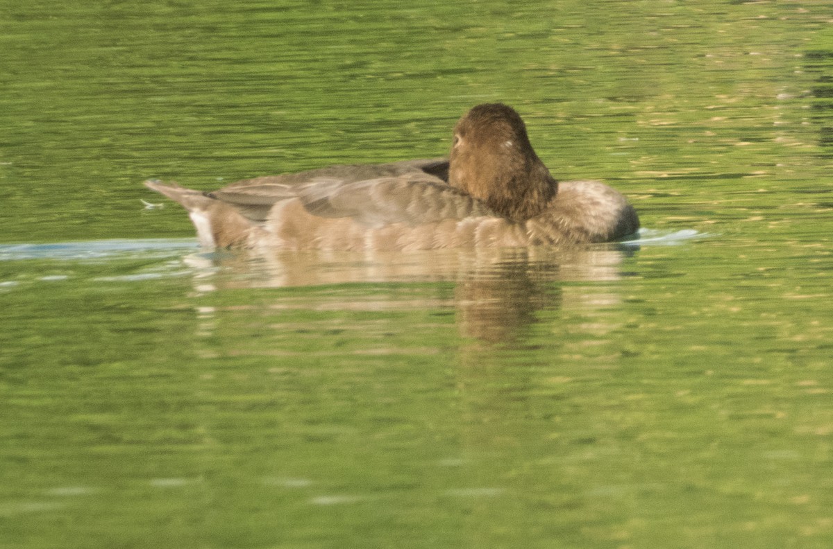 צולל אמריקני - ML646140855