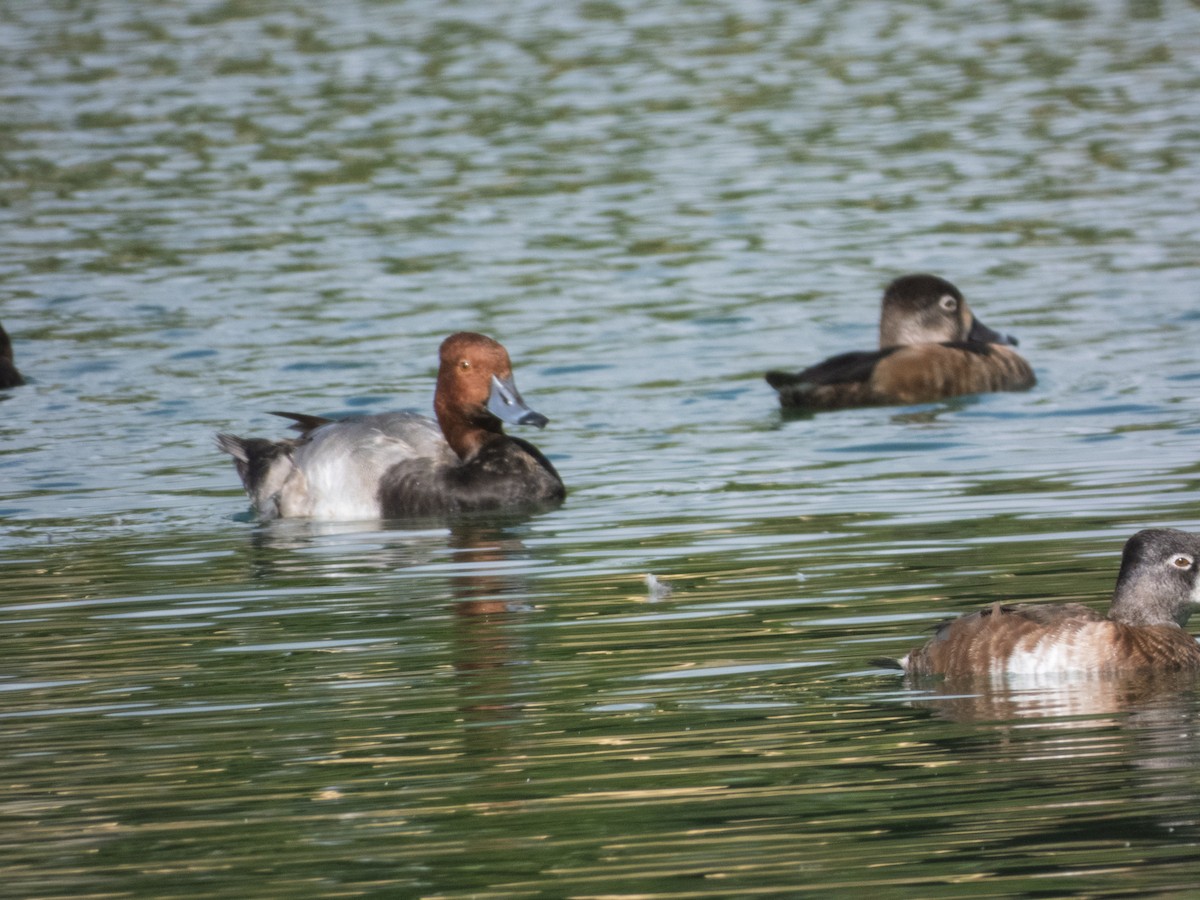צולל אמריקני - ML646140856