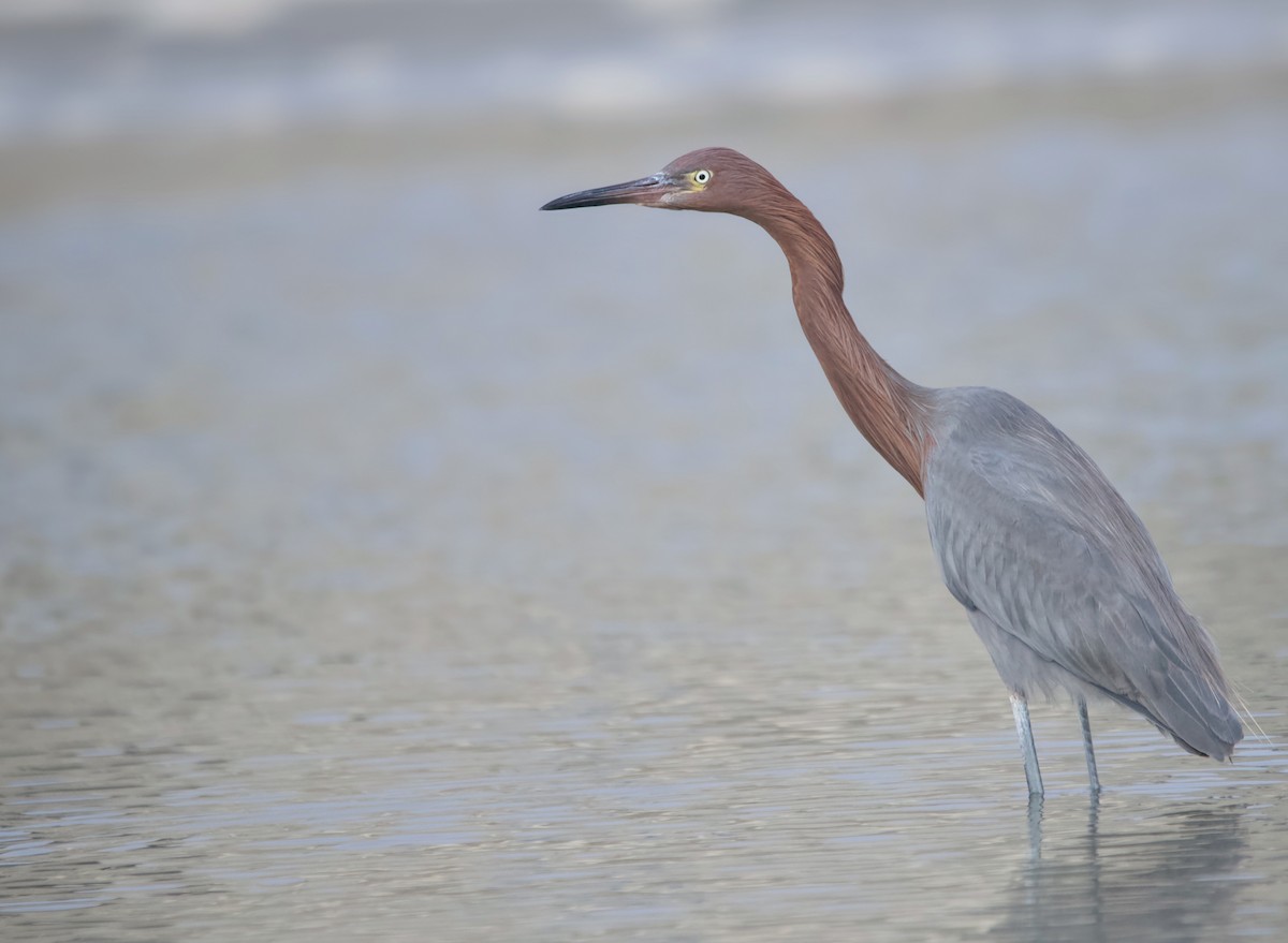 Reddish Egret - ML646140857
