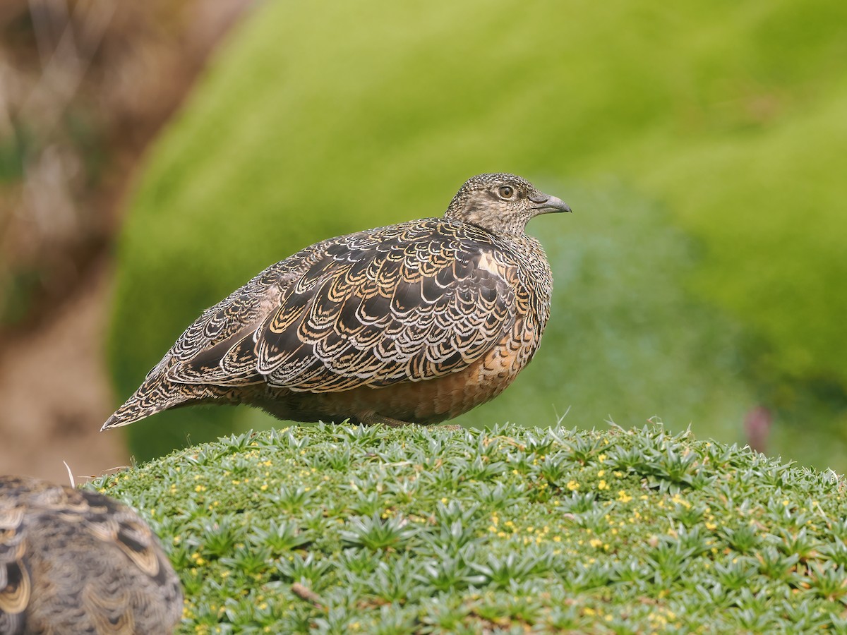 Rufous-bellied Seedsnipe - ML646140861