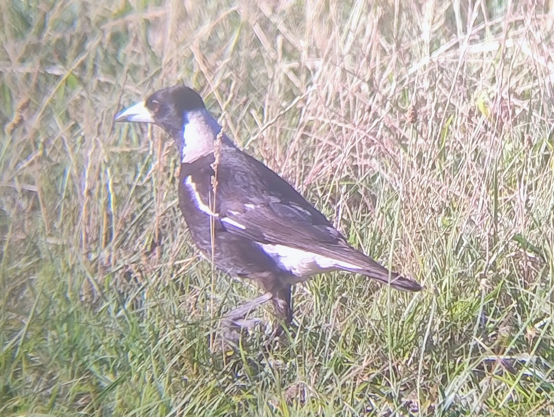 Australian Magpie - ML646140868